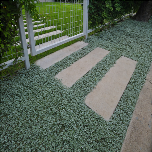 4'x1' Grey Buff Lueder Pavers (2.25" Thick) thumbnail 7