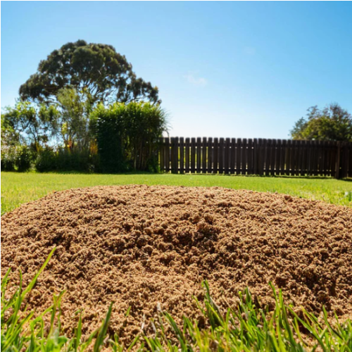Sandy Loam thumbnail 5